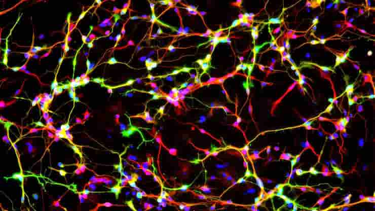 A protein found only in neurons