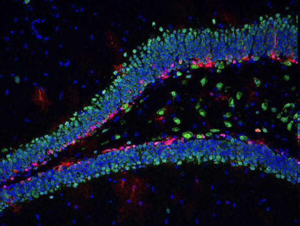 The V-shaped blue structure is part of the adult hippocampus, where new neurons are produced throughout life in most mammals, including humans. Red: new, immature neurons. 