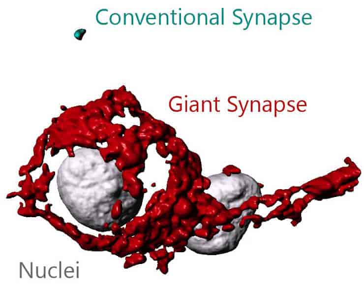 Giant synapse vs small synapse