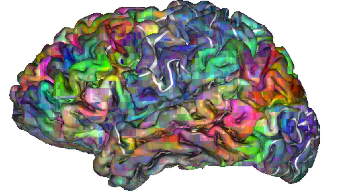 brain sematic map