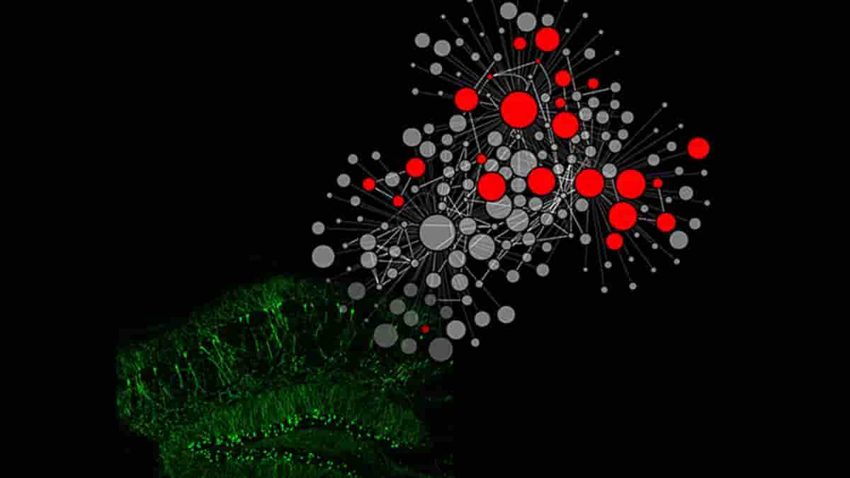 network inhibition graphic