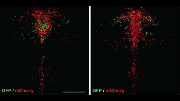 Within the general population of serotonin-producing neurons (shown in red) in mouse brains, researchers have distinguished two subtypes, shown in green (Drd1a/Pet1 neurons, left, and Drd2/Pet1 neurons, right), that help suppress aggression.