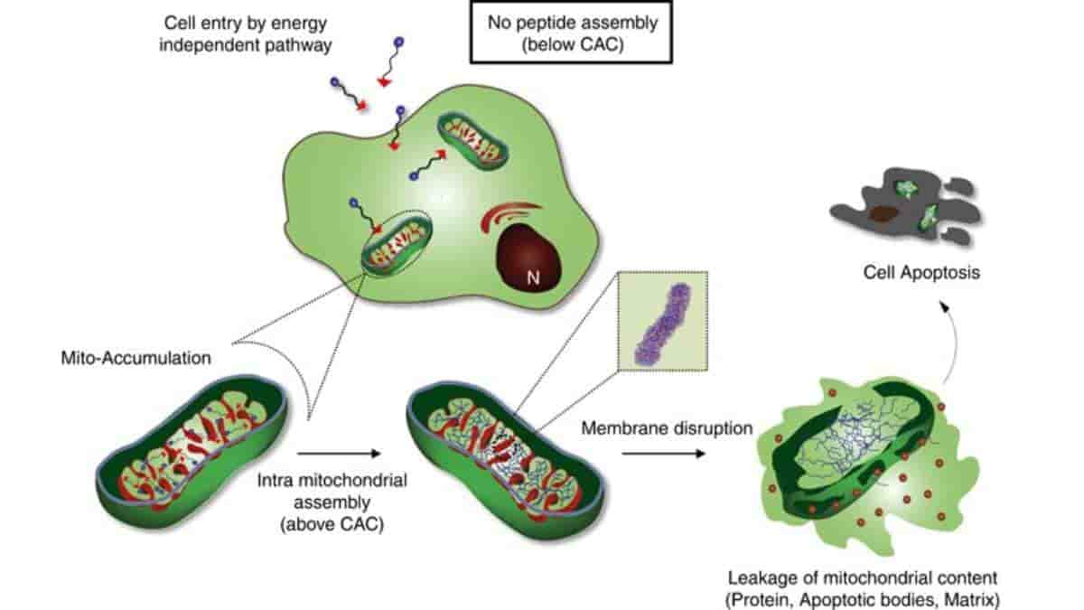 Intra-mitochondrial assembly of Mito-FF