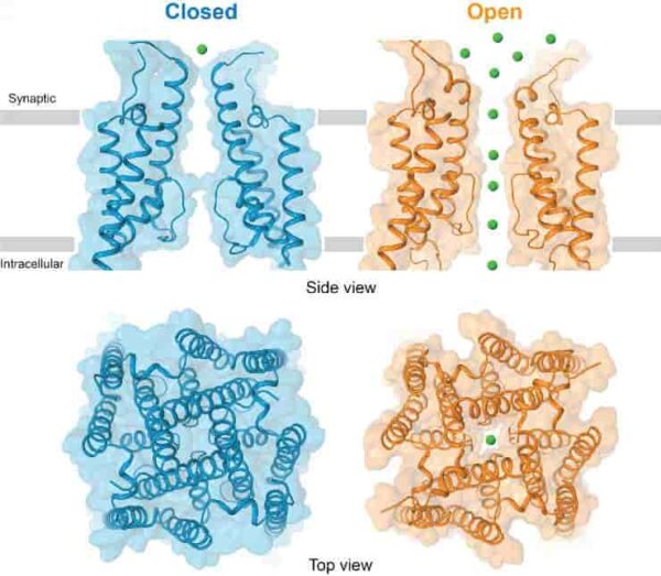 Structures of the ion channel of the glutamate receptor