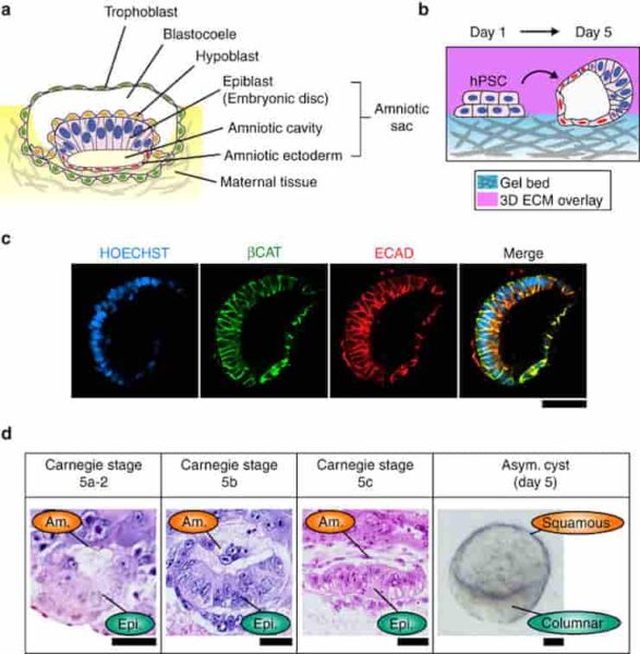 hPSC form asymmetric epithelial cysts in a 3D amniogenic culture system