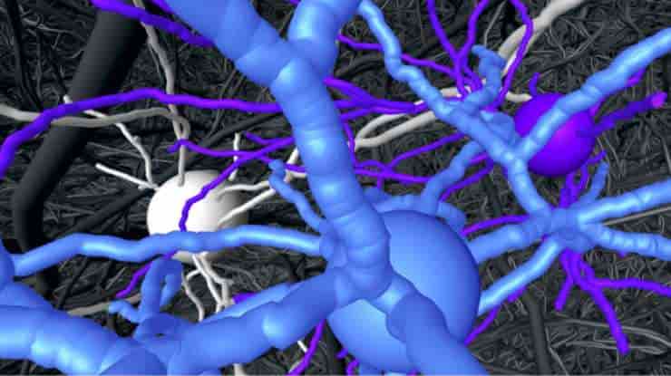 Nerve cell “trio” (in color) found to be very specifically connected within the dense network of the brain (shown in grey). Credit: MPI for Brain Research