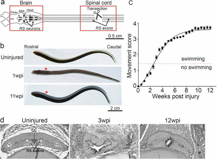 lamprey spinal genes 