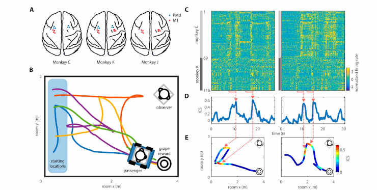 Interbrain cortical synchronization during navigation