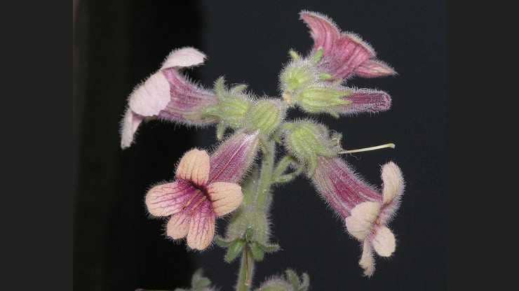 Rehmannia glutinosa flower
