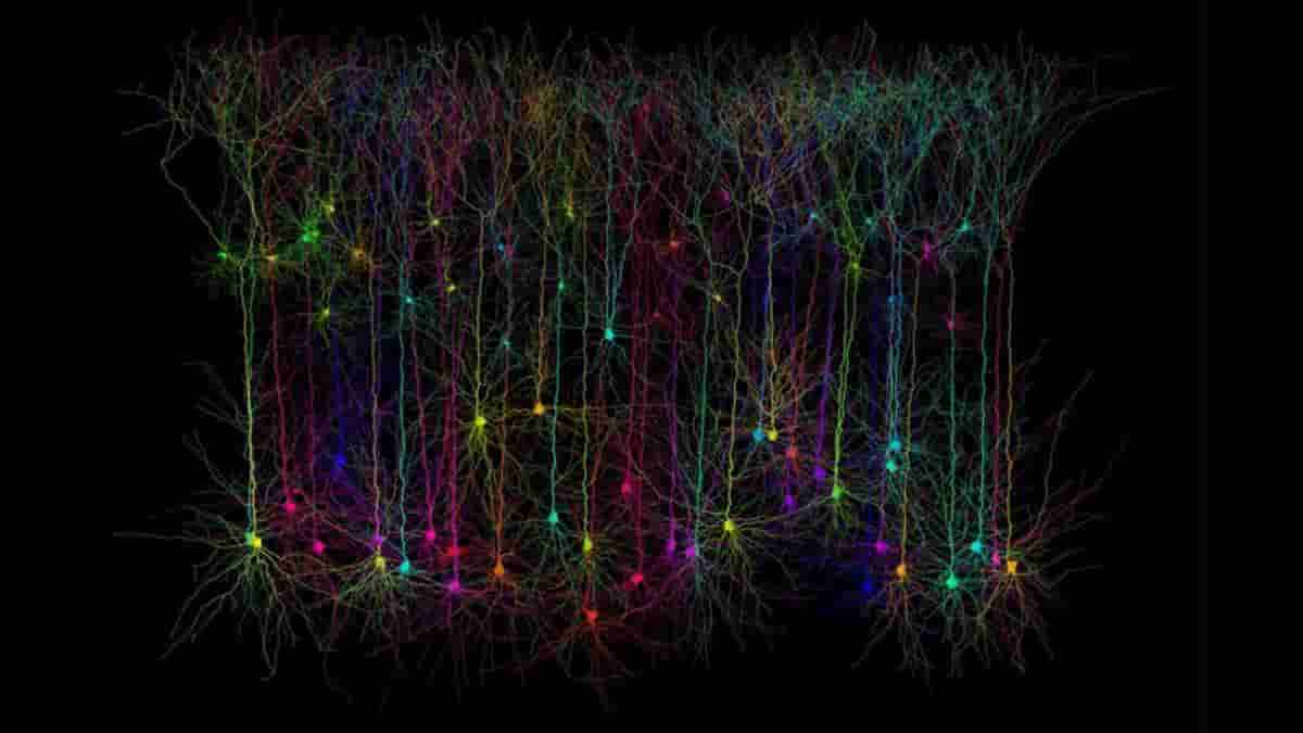 simulated pyrimidial neurons