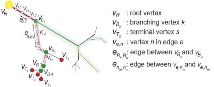 Graph-based model of the geometric network of an axon and its arborizations
