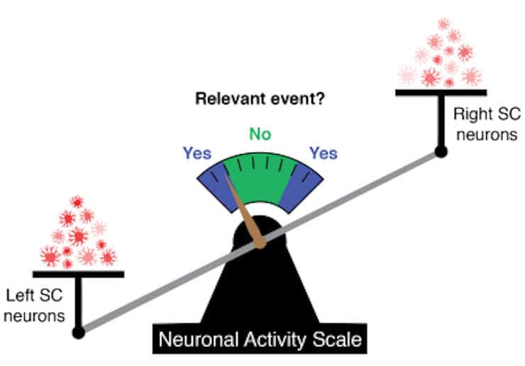 Greater activation of neurons on one side of the superior colliculus versus the other signals the detection of a relevant event.
