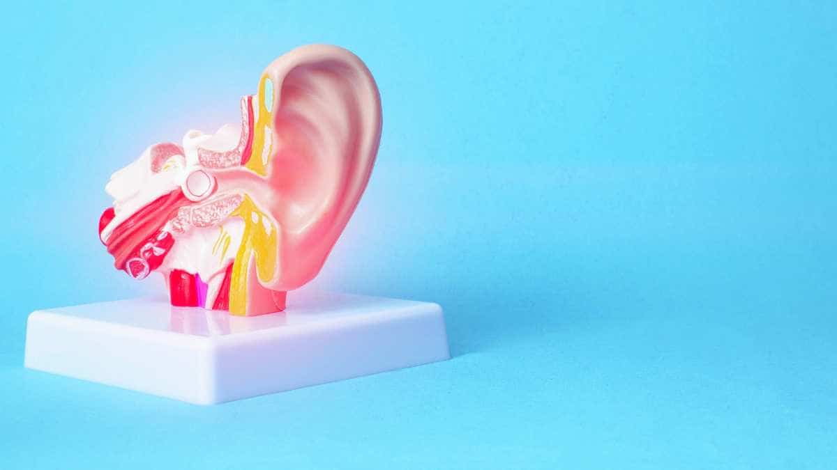 ear cross-section