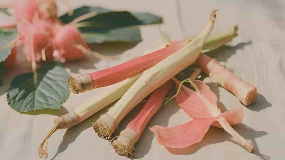 ginseng and rhubarb