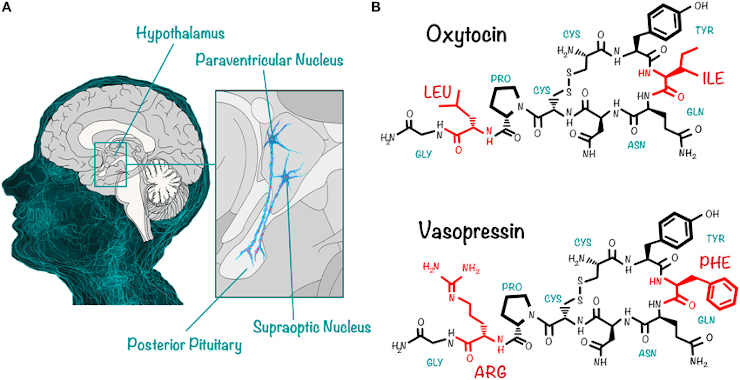 Oxytocin (OXT) and arginine-vasopressin synthesis in the brain