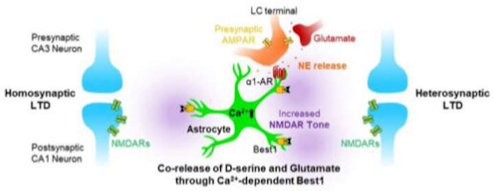  Increasing calcium in hippocampal astrocytes induces co-release of D-serine and glutamate through Best1