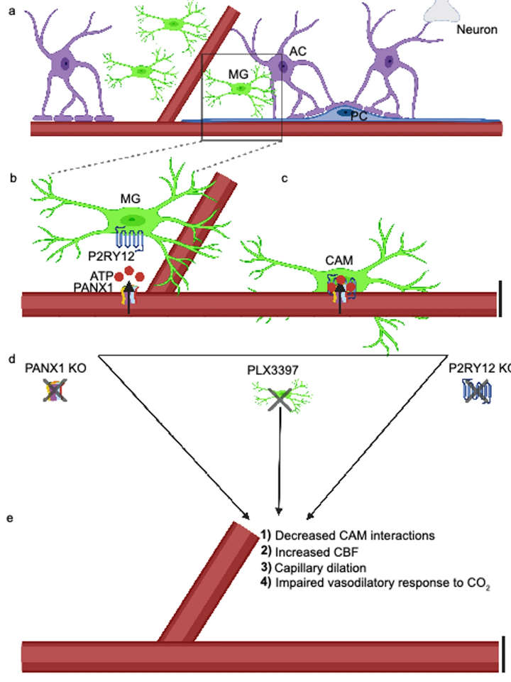  neurovascular unit illustration of microglia
