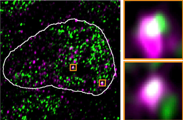 Retroviral Gene Fragments - fluorescence microscopy image 