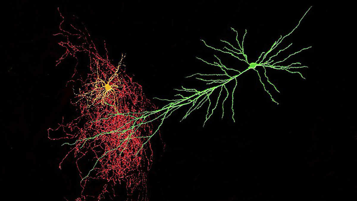 CA1 pyramidal cell(green) being contacted by a neurogliaform inhibitory interneuron (red). How Neurons Adjust Excitation-Inhibition Balance Unaided