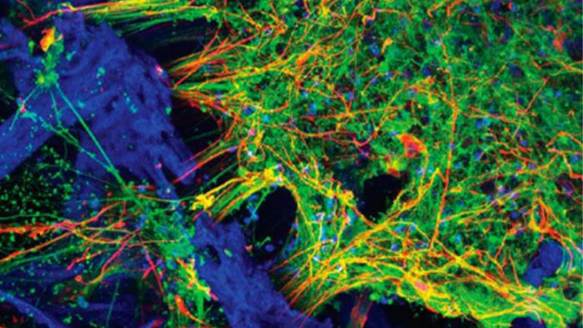 stem cell neural network