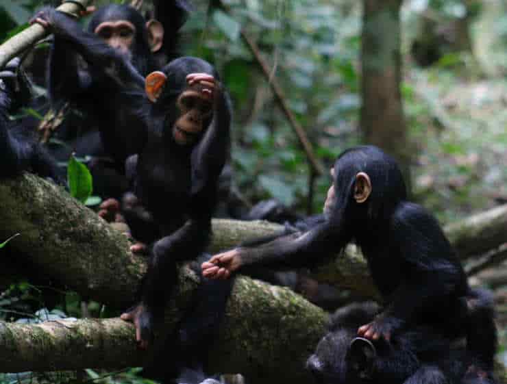 Chimpanzees use lots of different gestures to communicate, like this “reach” which they usually use to ask for food.