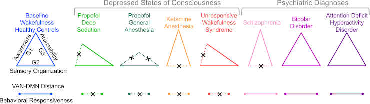 Schematic illustration of the common and specific gradient features of various states of consciousness