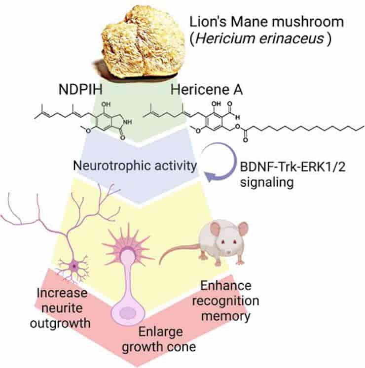 how hericium erinaceus mushroom enhances nerve growth
