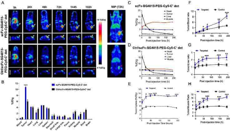 In vivo HER2 targeted uptake, penetration, and retention in NCI-N87 xenografted mice on PET imaging and biodistribution studies