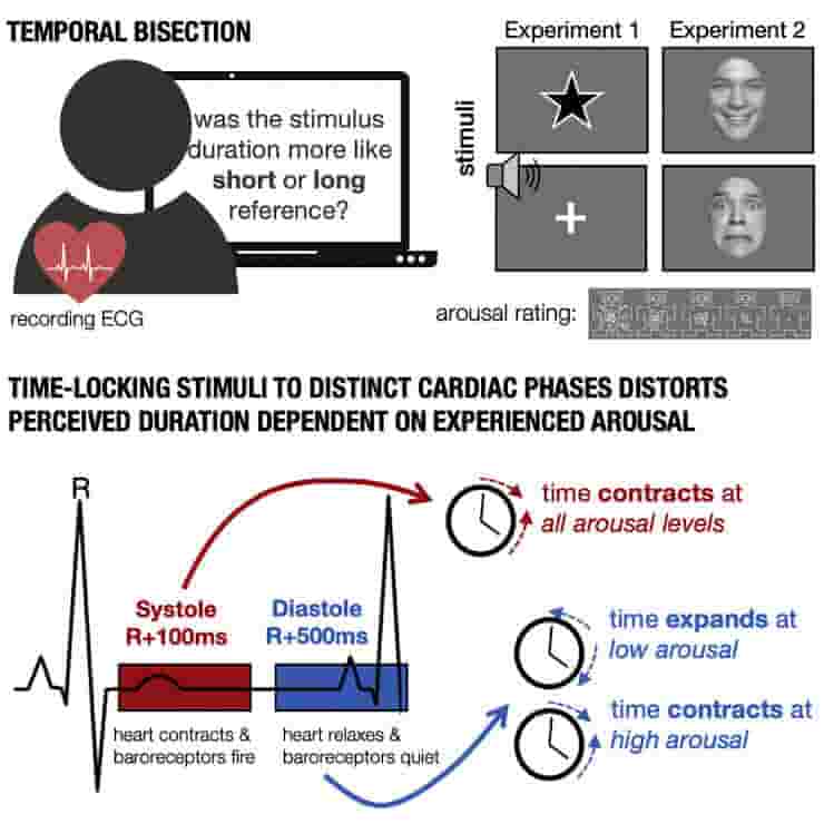 time locked temporal bisection schematic