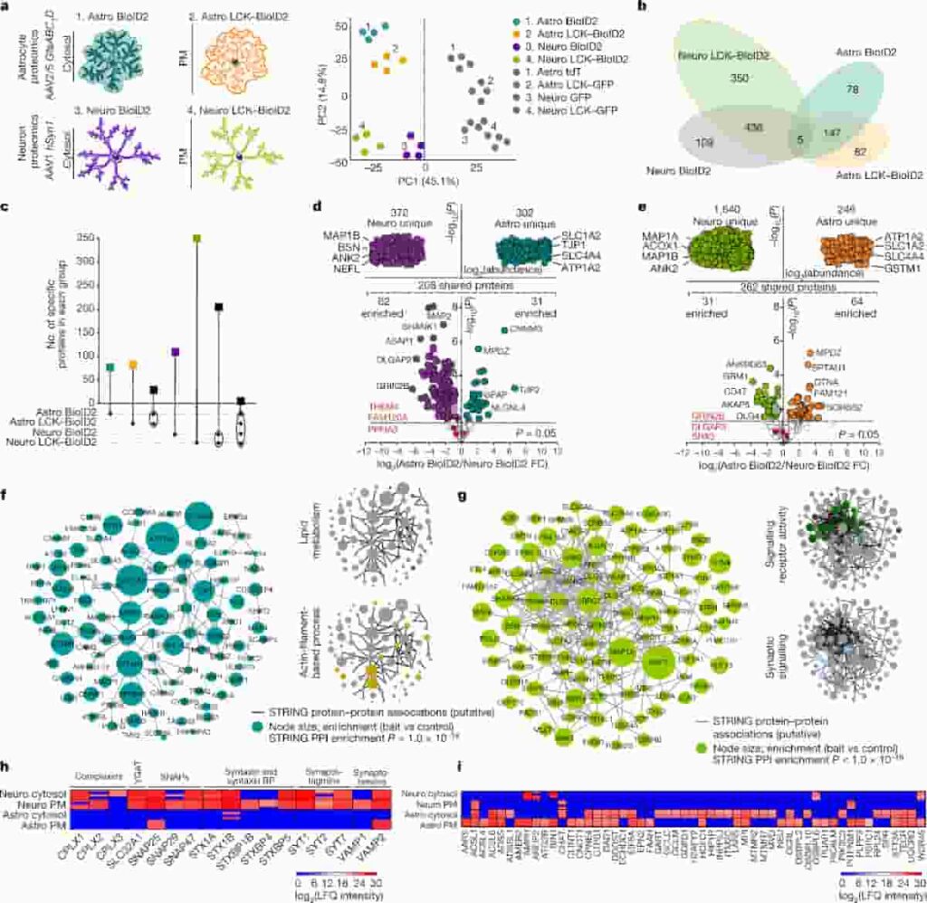 Striatal astrocyte and neuron proteomes