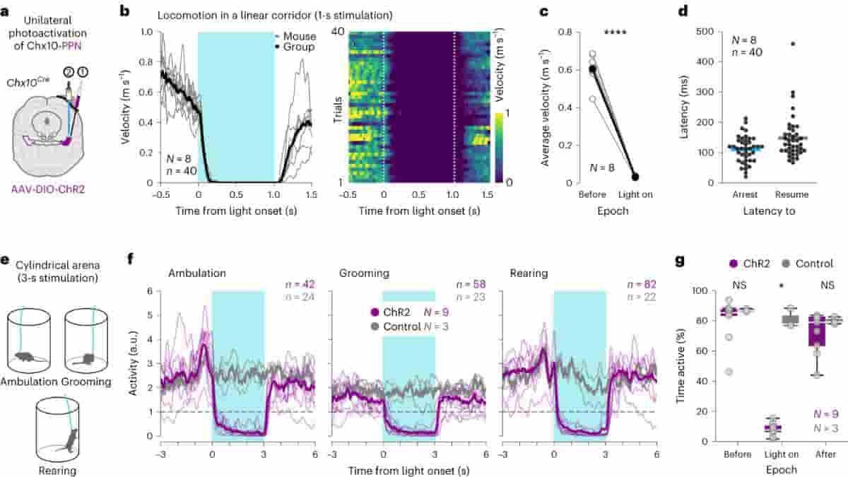 Activating Chx10-PPN Neurons Freezes Ongoing Motor Movement