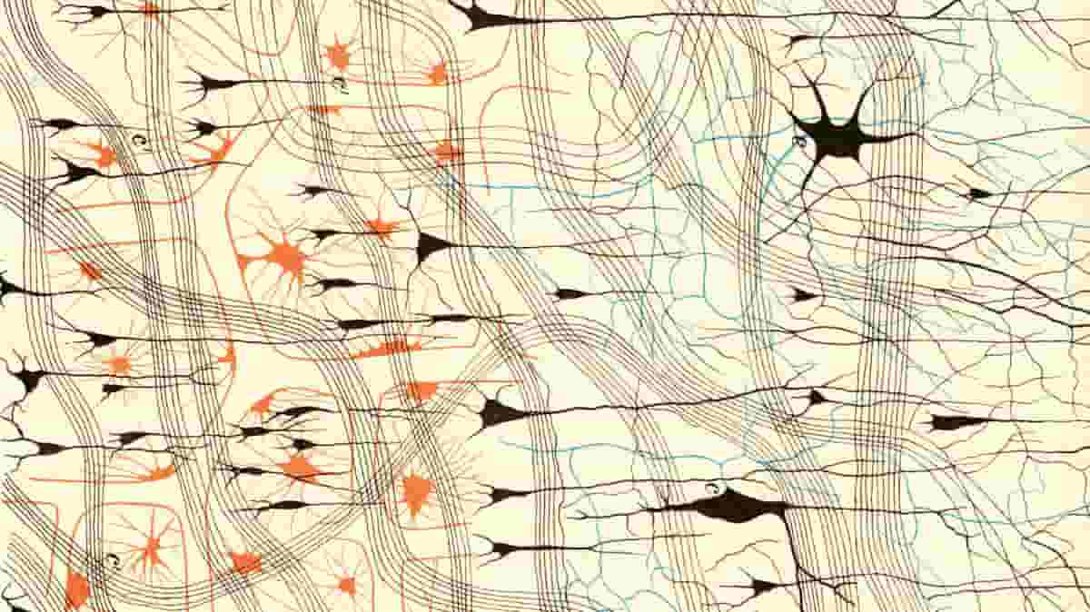 Nerve cells in a dog's olfactory bulb