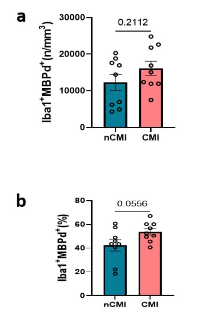 The density (a) and percentage (b) of Iba1+ DM containing myelin debris in CMI and nCMI cases were similar and displayed no significant differences.