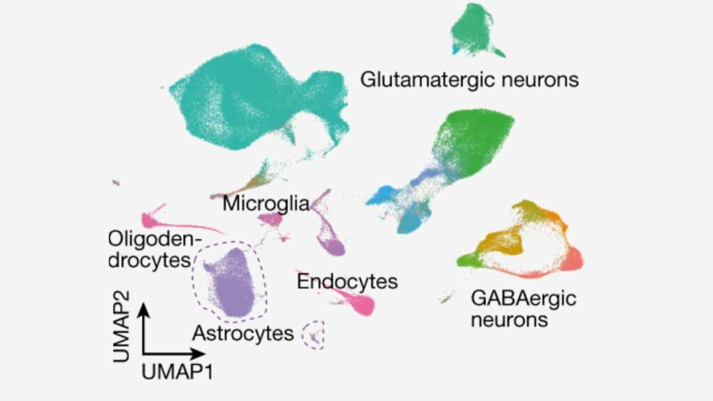 Glutamatergic Astrocytes