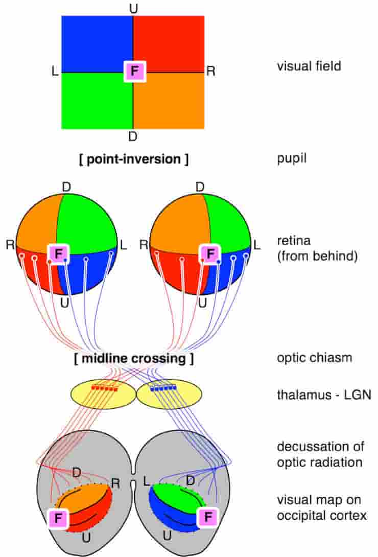 Transformations of the visual field toward the visual map on the primary visual cortex