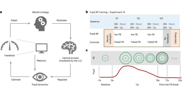 pupil-based biofeedback schematic design