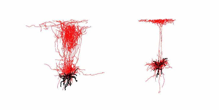 Sst interneurons, or type of nerve cell (colored red), in the outer shell, or cerebral cortex, of the mouse brain