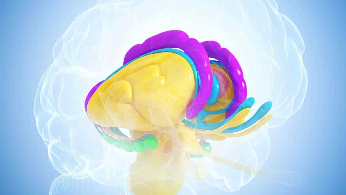 illustration of hippocampus in brain