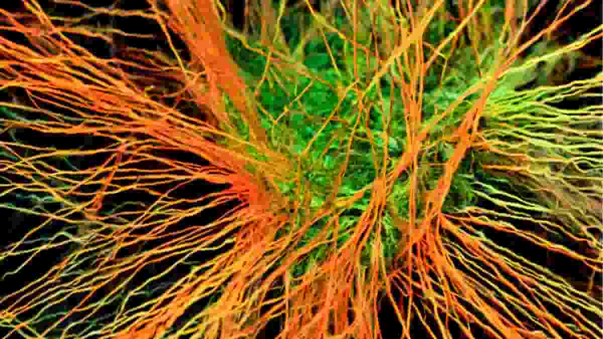 mossy fibers