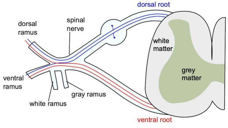 Spinal nerve diagram