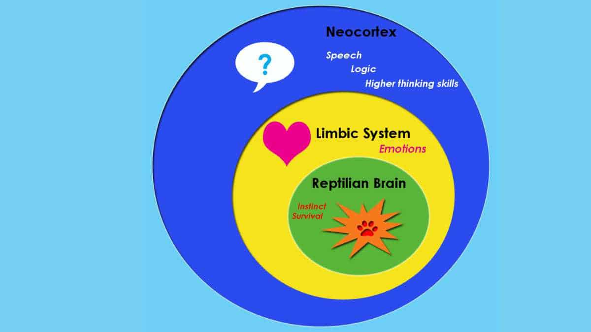 triune brain theory diagram