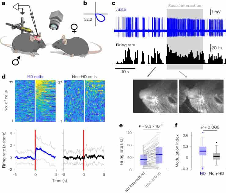 Social interactions dynamically modulated the gain of the head direction representation.