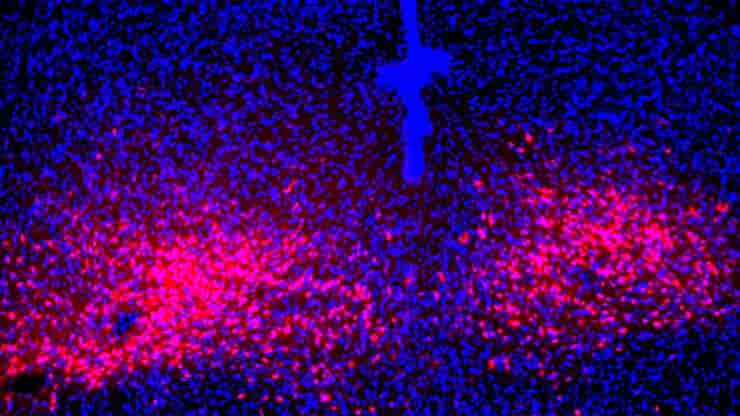 PAC1R-expressing dorsal raphe neurons in the mouse brain