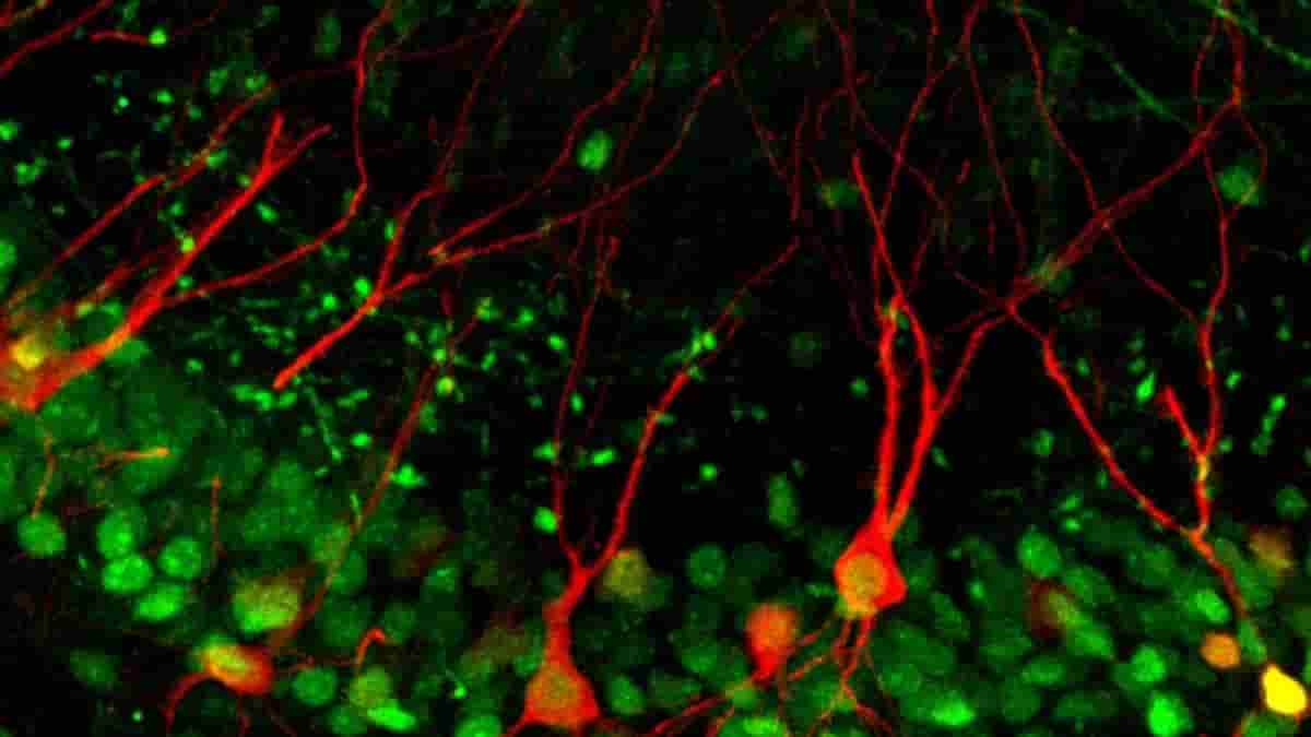 npas4 neurons